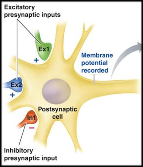 presynaptic neuron.
