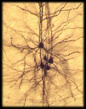 changes synapse function Hippocampus neuron
