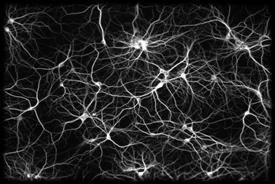 Electrochemical gradients of neurons