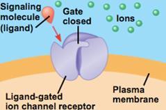 Gated ion channels Gated channels allow specific ions to pass only when