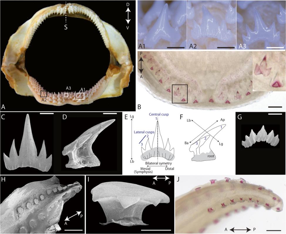 Debiais-Thibaud et al. BMC Evolutionary Biology (2015) 15:292 Page 5 of 17 Fig. 1 External morphology of adult and developing teeth and scales in Scyliorhinus canicula.
