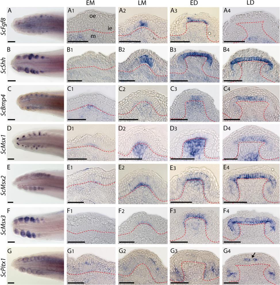 Debiais-Thibaud et al. BMC Evolutionary Biology (2015) 15:292 Page 9 of 17 Fig. 5 Gene expression patterns during dermal scale development in the catshark Scyliorhinus canicula.