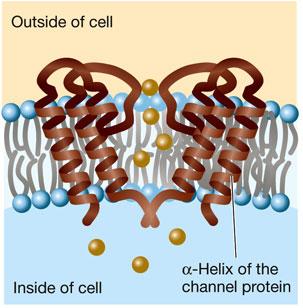 In nerve cells that relay painful sensations in the body's tissues to the central nervous system, SCN9A encodes instructions for sodium channels that help the cells fire.