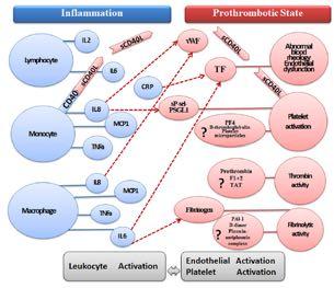 Mechanism Linking Inflammation and Thrombosis in AF Guo Y,