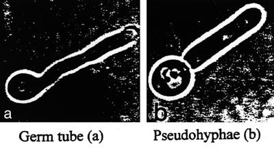Yeast Page 5 of 8 Many species but Candida albicans the most frequent 1. Virulence factors: a.. Adherence by interaction of glycoproteins on the yeast s surface and patient s epithelial cells. b. Germ tube or pseudohyphae believed to play a role in penetration of epithelial cells c.