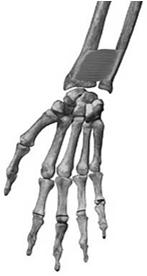 anterior surface of ulna Lateral & anterior surface of radius Only muscle that