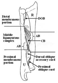 ulnar impingement syndrome Combination of ligaments and membranes 3 portions: