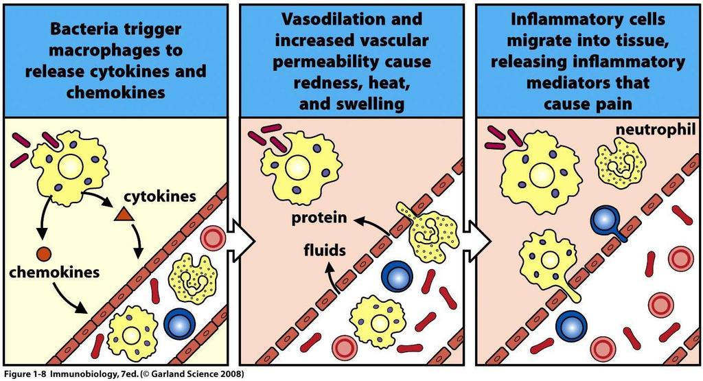 Infectious agents first activate innate immune cells resulting in an inflammatory response adaptive cells arrive later Cytokines-proteins that immune