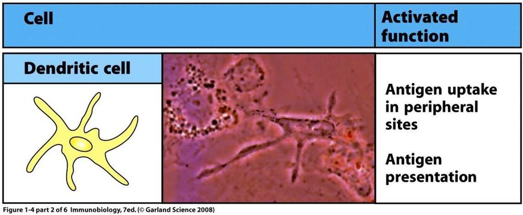 pathogen but rather lymphocyte activation Dendritic cells and