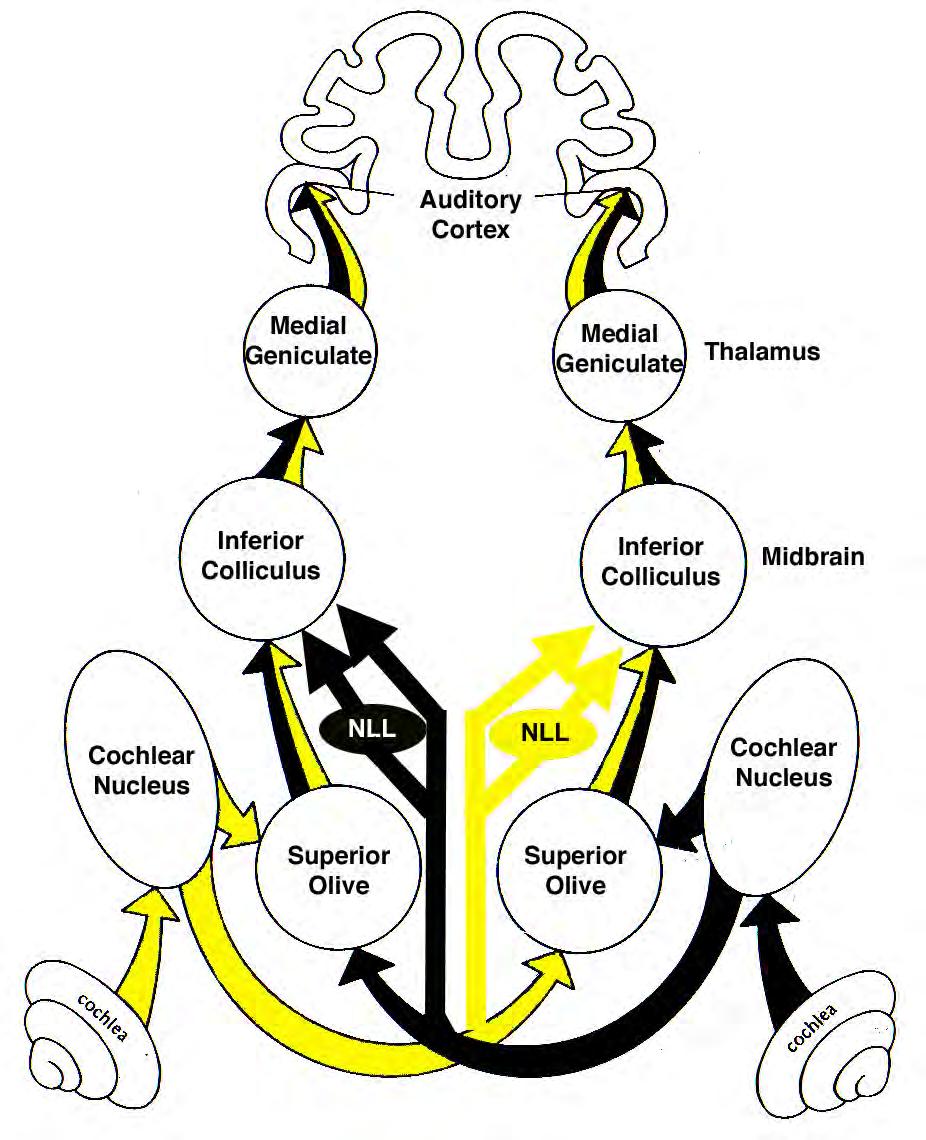 The Central Auditory System There are many parallel pathways in the auditory brainstem.