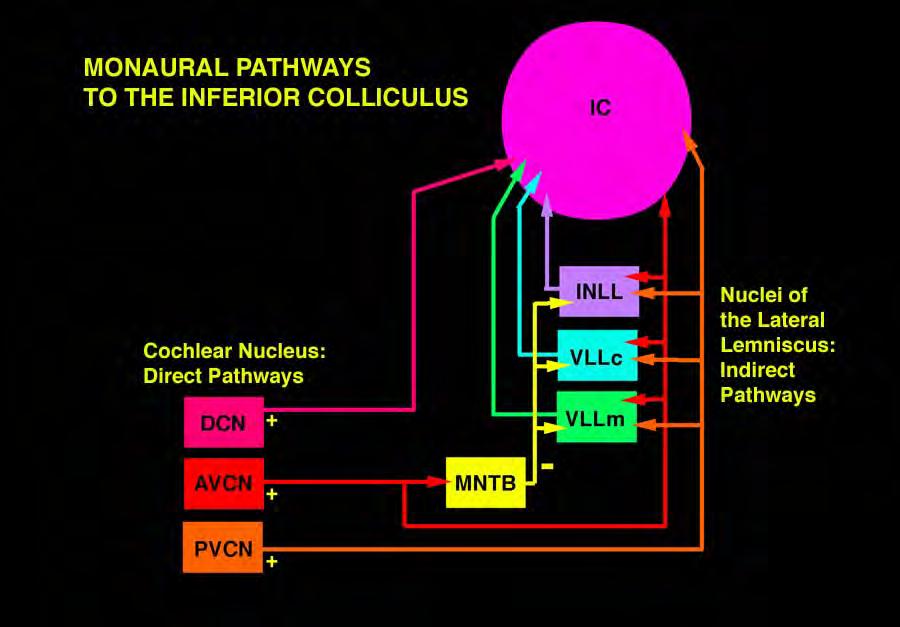 The IC receives direct projections from the cochlear nucleus