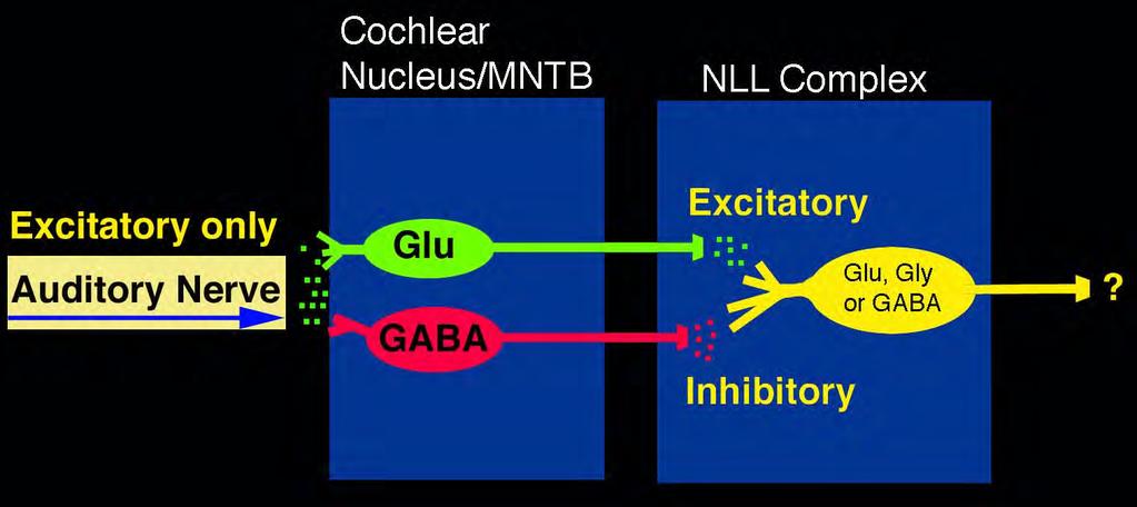 Change From Excitation to Inhibition All input from the auditory nerve is glutamatergic and excitatory.