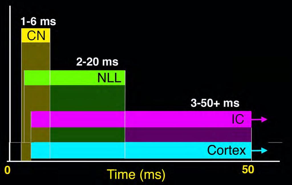There is considerable overlap in the ranges of neurons latencies at every stage of the central auditory system.
