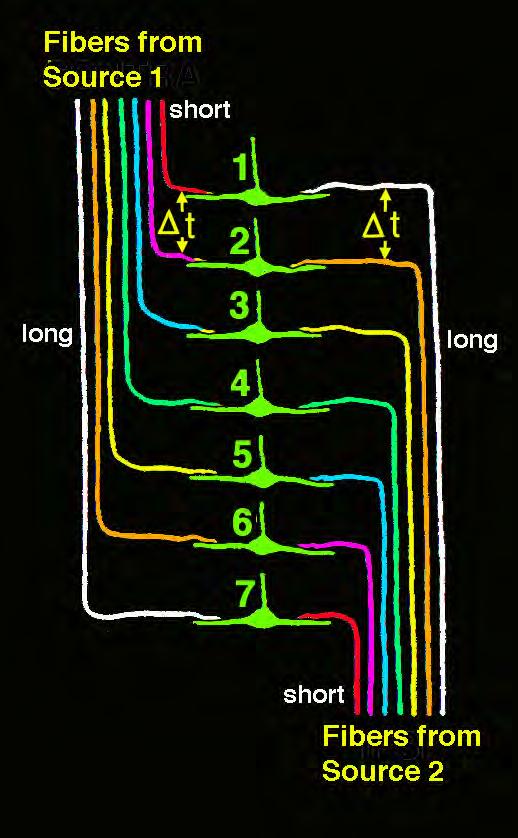 Delay lines Neurons with different latencies form systems of delay lines that provide a mechanism for comparing or otherwise