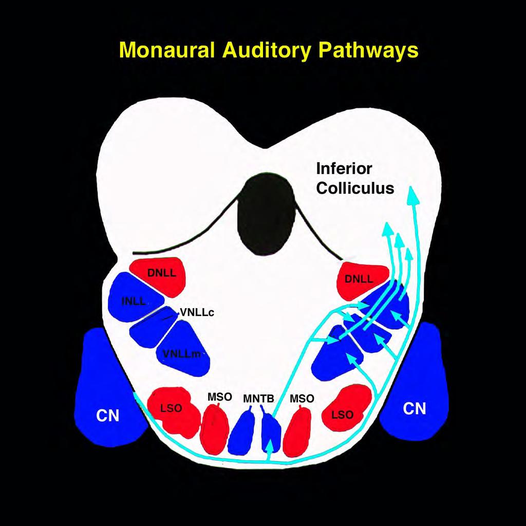Blue = monaural Red = binaural The nuclei of the lateral lemniscus provide both