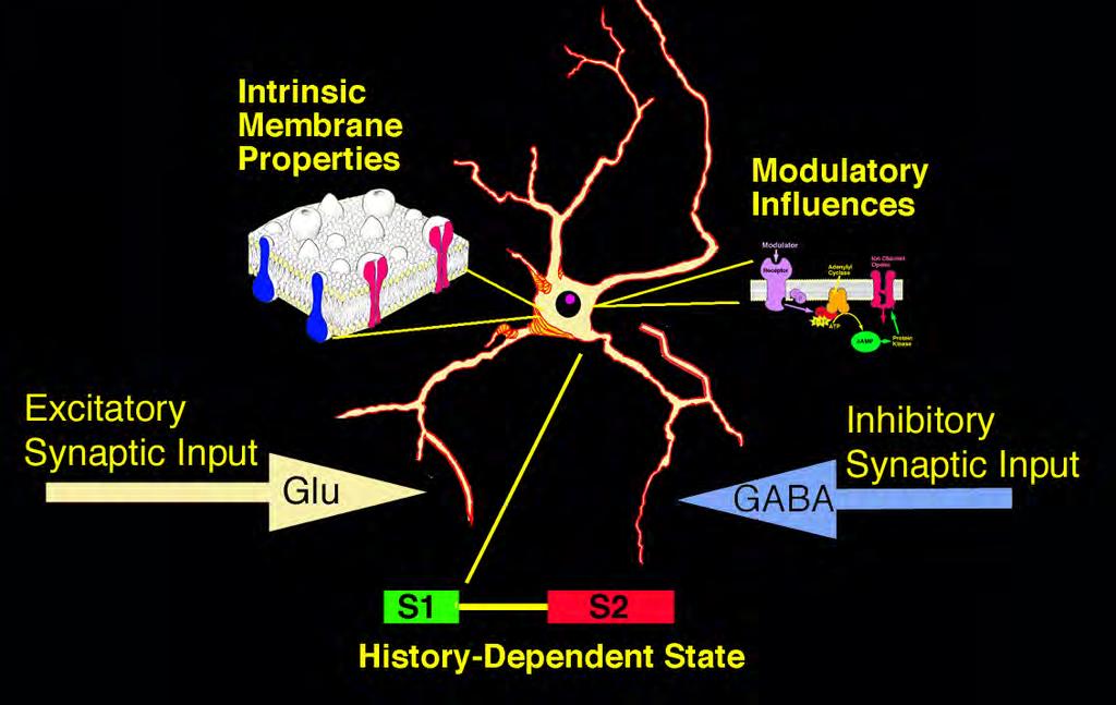 Synaptic inputs interact with IC neurons intrinsic properties.