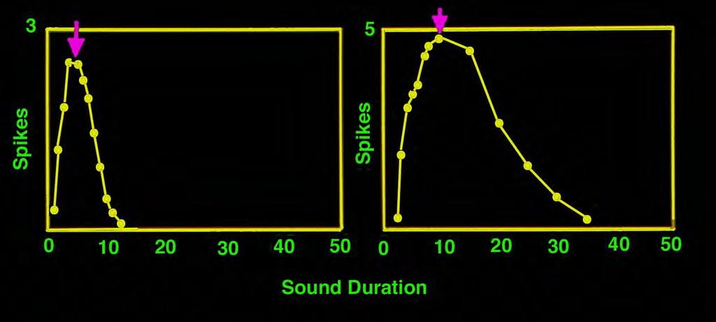 Another Case Study: Duration Tuning. Some IC neurons respond only to sounds of a specific duration.