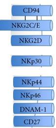 important activation receptors are, NKG2D which ligate the stress induced molecules MICA/B or ULBP-proteins, and natural cytotoxic receptors (NCRs, NKp30, NKp46, and NKp44) (100-105).