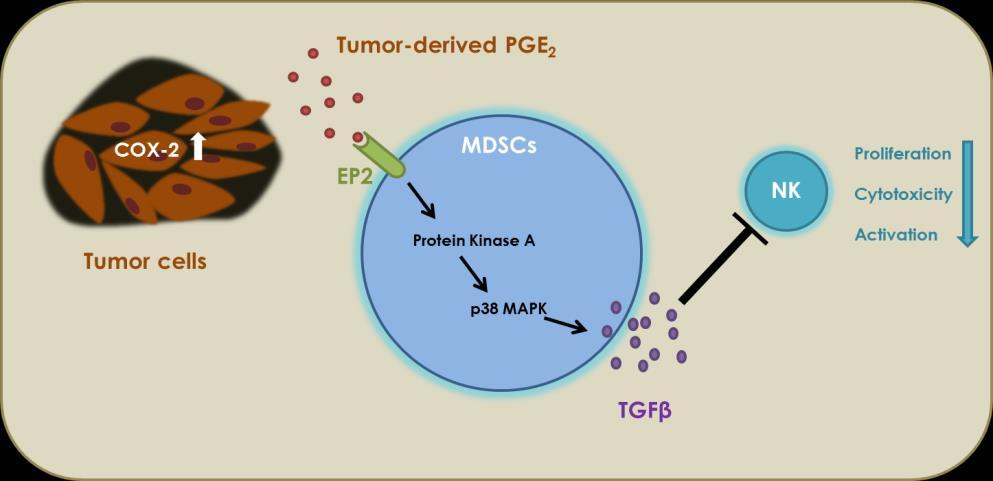Paper IV: Myeloid-derived suppressor cells inhibit NK cell activity through prostaglandin-e2 regulated TGF-β production In this study we investigated the role of MDSCs on NK cells.