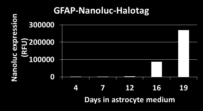 MAP2-Nanoluc-Halotag  astrocyte