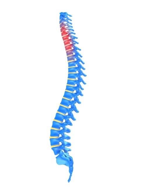 The triangular bone at the base of the spine is called the sacrum. The spine, viewed from the side has an S shape. The thoracic and sacral curves are called kyphosis.