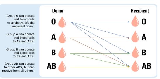 Group AB is the universal receiver because it has no antibodies which would cause it to reject other blood types.