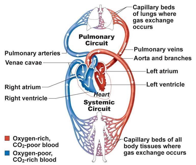 Our circulatory system is what supplies the cells and tissues of our body with all the vital supplies that they need such as oxygen and nutrients.