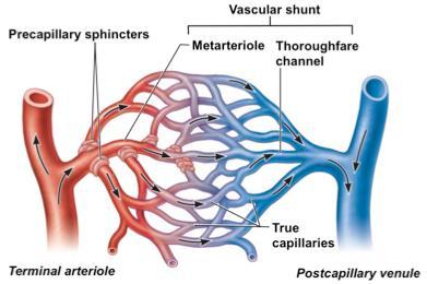 3.2 BLOOD VESSELS The blood vessels are a series of hollow tubes which transport the blood around the body. There are three main types of blood vessels: Arteries carry blood away from the heart.