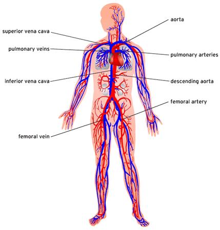 There are many arteries through the body. Some of the more important ones are: Aorta the main artery leaving the heart. Pulmonary arteries - between the heart and the lungs.