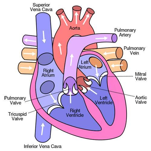 3.3 THE HEART The heart is a muscular organ situated in the centre of the chest, slightly to the left side.