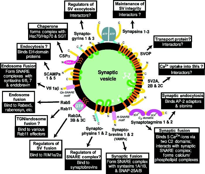 C-2 SÜDHOF Figure 4 Structures, proposed interactions, and putative functions of synaptic vesicle trafficking proteins.