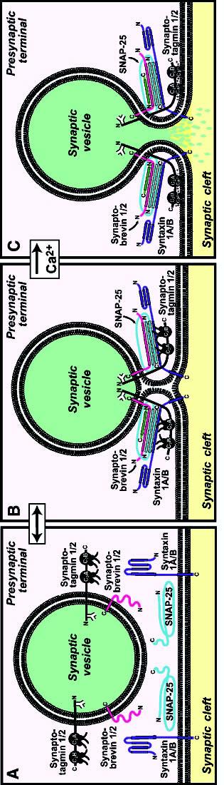 THE SYNAPTIC VESICLE CYCLE C-5 Figure 6 Model for the functions of SNARE proteins, complexins, and synaptotagmins 1 and 2 in synaptic vesicle exocytosis.