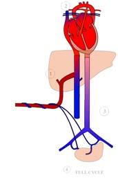 Fetal Circulation Few Concepts Fetal heart starts developing during the 3 rd week of life By the 3 rd month of development, all major blood vessels are present and functioning.