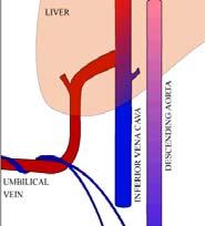 Fetal Circulation Overview Oxygenated blood from