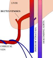 Umbilical Vein Fetal Circulation Overview Most of the