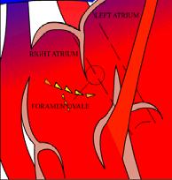 Fetal Circulation Overview 40 % of oxygenated blood from the IVC bypasses the RV and is shunted to the LA via the
