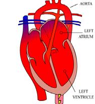 travels to the LV and is distributed through the aorta mainly to the coronaries and upper body (carotid and
