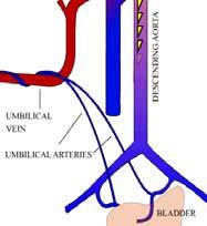 Fetal Circulation Overview Blood circulates to the body and returns to the placenta via the umbilical arteries Fetal