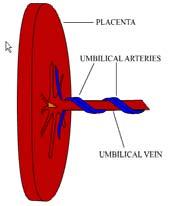 Circulation Overview Parallel circulation with shunts (PFO and PDA) allows various lesions to provide adequate transport