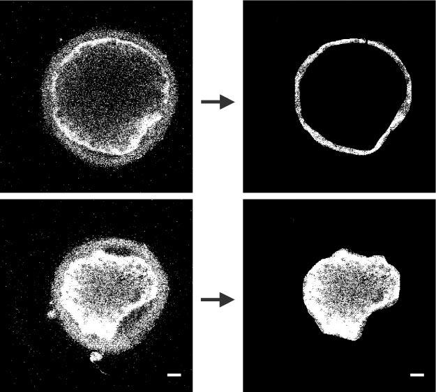 282 P. Coy et al. (a) (b) (c) (d) Fig. 1. Defining areas for cortical granule density assessment. (a) Equatorial image of a pig oocyte before isolating the area surrounding the plasma membrane.