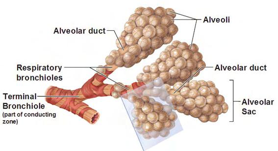 Alveolar duct. Alveolar ducts are tiny ducts that connect the respiratory bronchioles to alveolar sacs, each of which contain a bunch of alveoli (the balls).