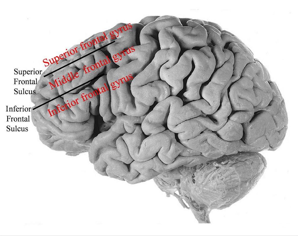 Frontal Sulcus Figure 4. Idealized sulci and gyri pertinent to locating the DLPFC 2.