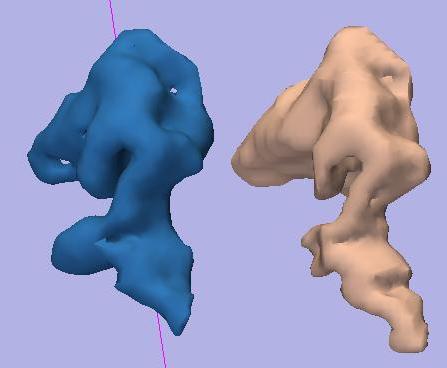 Figure 7. DLPFC 3D Models: Manual (Left), Semi-Automatic (Right) Figure 8.