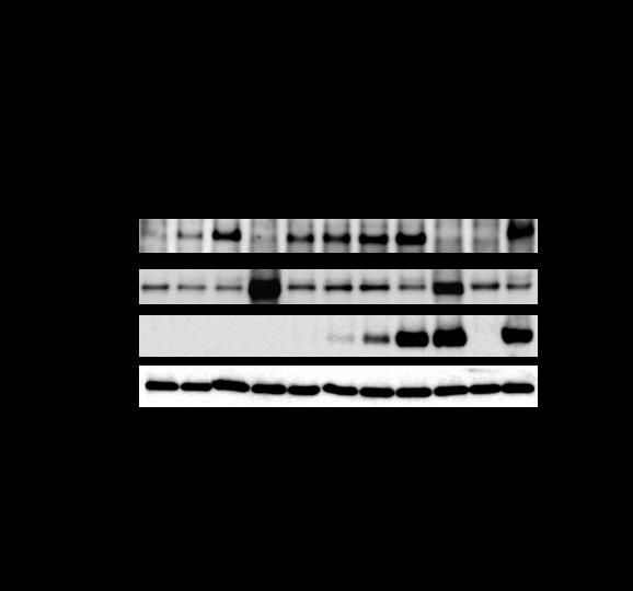 Supplementary Figure S8 Supplementary Figure S8 Sp3 is an activator of Cx43 transcription.