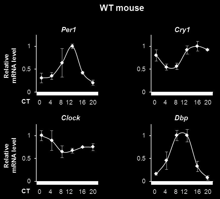 Supplementary Figure S4 Supplementary Figure S4 Clock gene expression rhythms of the urinary bladder in WT mice.