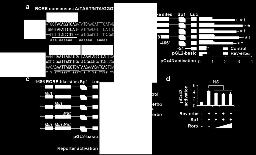 The asterisk indicates corresponding nucleotide sequences among humans, rats and mice. (b) RORE-like sites are dispensable for Cx43 promoter activation by Rev-erbα.