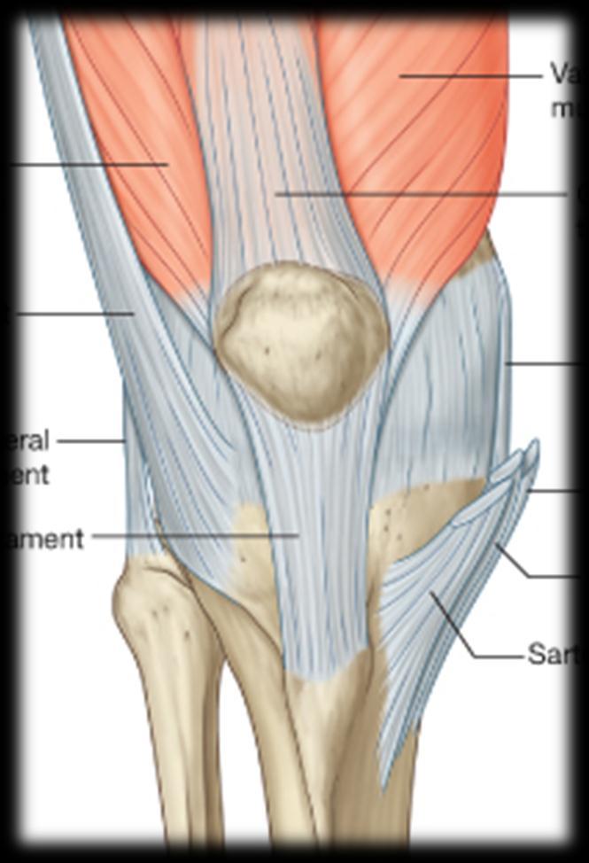 -Anteriorly, the capsule is attached to the margins of the patella