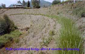 Ảnh 3: Trồng cỏ Vetiver giữ đất và nước cho các đồi chè ở Ấn Độ.