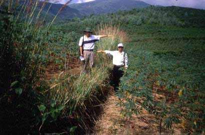 Ở Việt Nam, hầu hết kinh nghiệm ứng dụng hệ thống cỏ Vetiver trong canh tác nông nghiệp trên đất dốc đều được đúc kết từ Dự án trồng sắn do Quỹ Nippon Foundation tài trợ cho các nước Trung Quốc, Thái