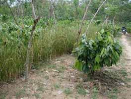 Một dự án nghiên cứu khác do TS. Phạm Hồng Đức Phước (Đại học Nông lâm Thành phố Hồ Chí Minh) triển khai ở Đồng Nai để tìm hiểu khả năng giữ đất của cỏ Vetiver trên đất dốc trồng cacao.